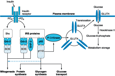 Figure 333-4