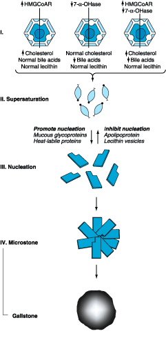 bile formation