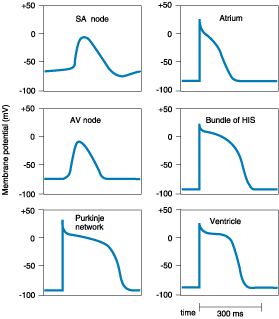 Action Potential Current