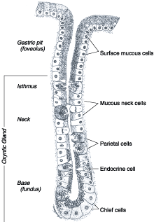 Oxyntic Cell